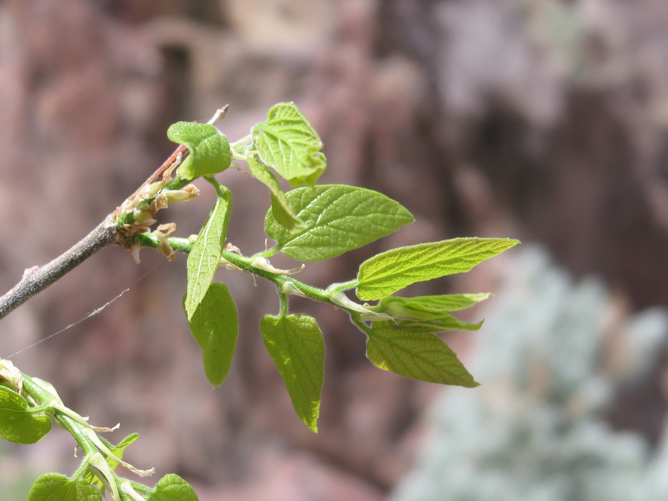 netleaf hackberry (Celtis reticulata) 
